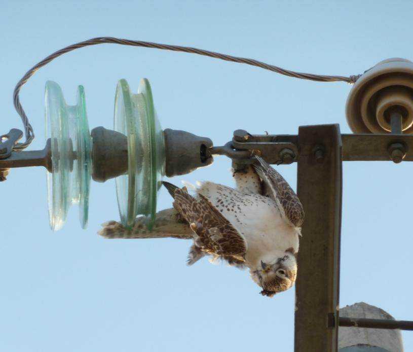 Un faucon sacre tué sur une ligne d'électricité