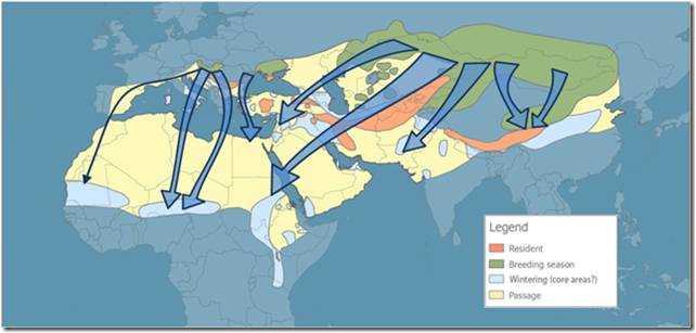 जहां सेकर बाज़ साल-भर (लाल) रहते हैं, या प्रजनन क्षेत्रों (हरे) से सर्दियों के क्षेत्रों (नीले) में प्रवास करते हैं