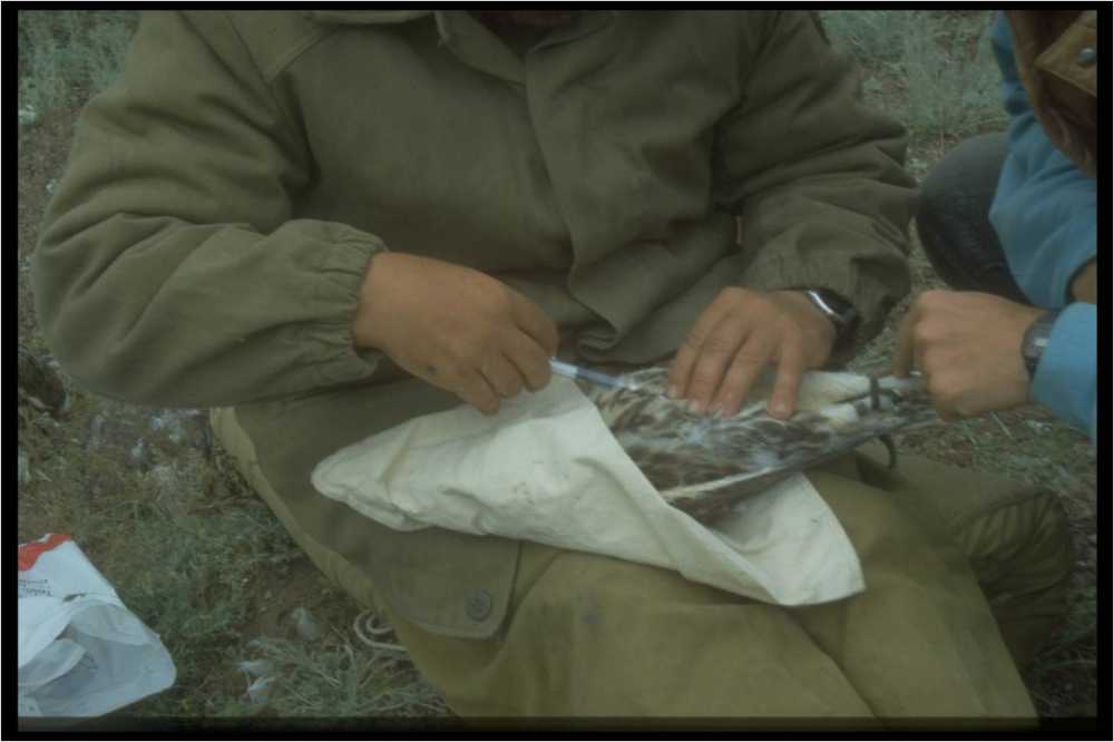 Marking a young Saker with a microchip